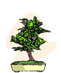 Bonsai