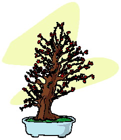 Bonsai