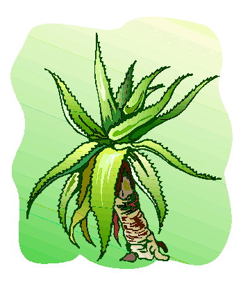 Cactus clip art