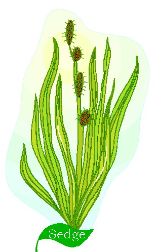 Cactus clip art