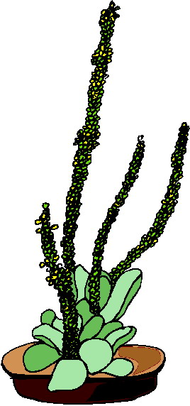 Cactus clip art