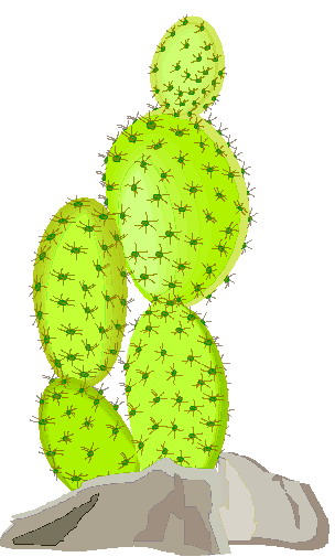 Cactus