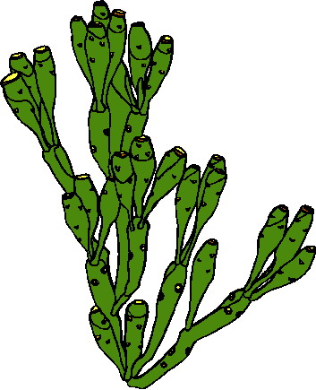 Cactus clip art