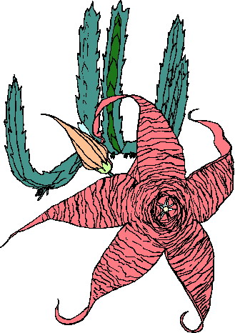 Cactus clip art