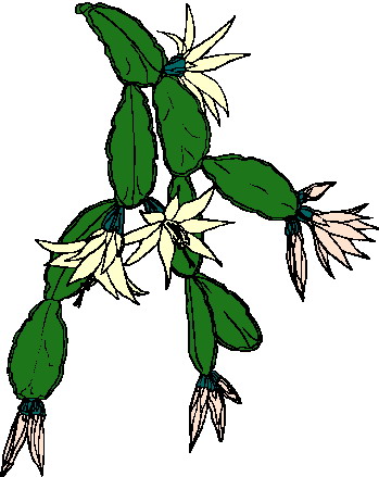 Cactus clip art