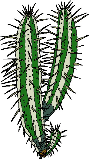 Cactus