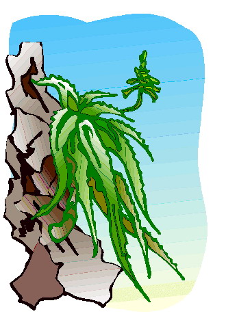 Cactus clip art