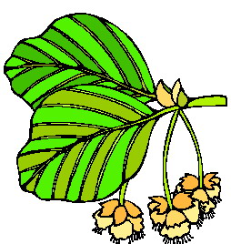 Leaves clip art