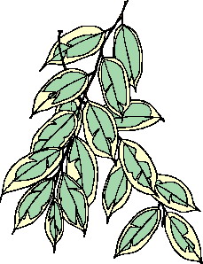 Leaves clip art