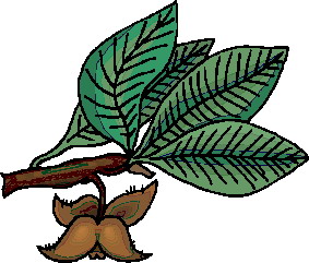 Leaves clip art