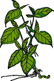 Leaves clip art