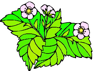 Leaves clip art
