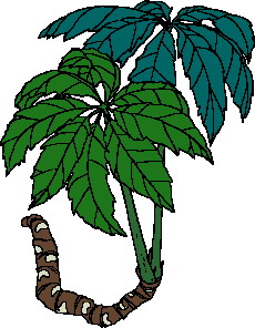 Leaves clip art