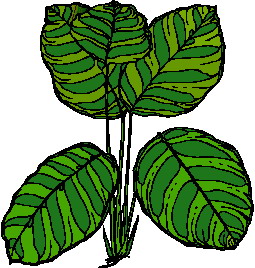 Leaves clip art