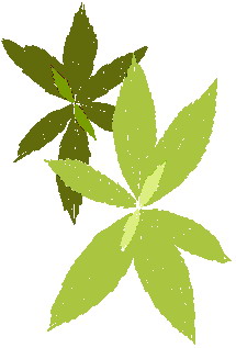 Leaves clip art