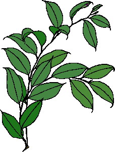 Leaves clip art