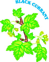 Leaves clip art