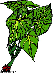 Leaves clip art