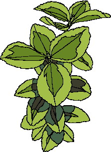 Leaves clip art