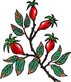 Leaves clip art
