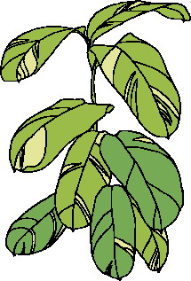 Leaves clip art