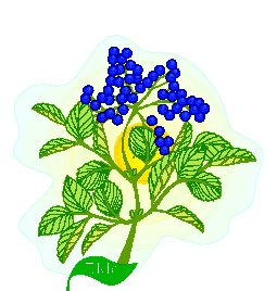 Leaves clip art