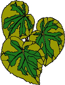 Leaves clip art