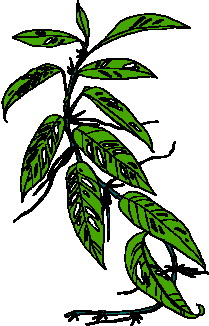 Leaves clip art