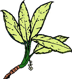 Leaves clip art