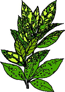 Leaves clip art