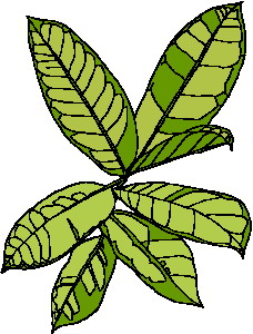 Leaves