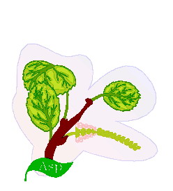 Leaves clip art