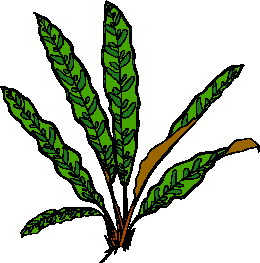 Leaves clip art