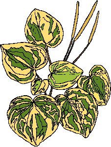 Leaves clip art