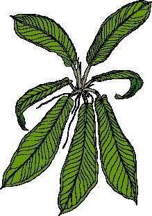 Leaves clip art