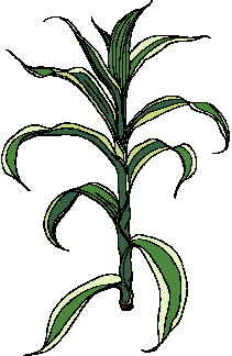 Leaves clip art