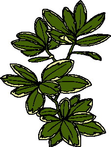 Leaves clip art