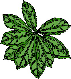 Leaves clip art