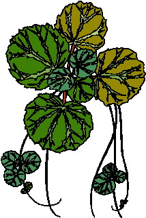 Leaves clip art
