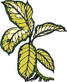 Leaves clip art