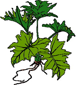 Leaves clip art