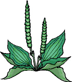 Leaves clip art