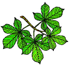 Leaves