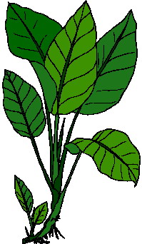 Leaves clip art