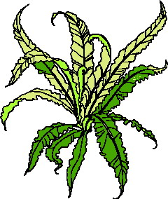 Leaves clip art