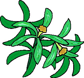 Leaves clip art