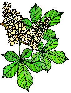 Leaves clip art
