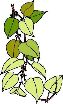 Leaves clip art