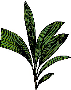 Leaves clip art