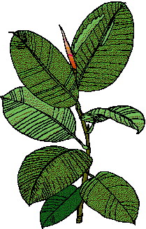 Leaves clip art